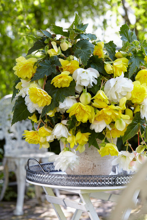 Begonia Cascade Tubers Yellow/White Mixed