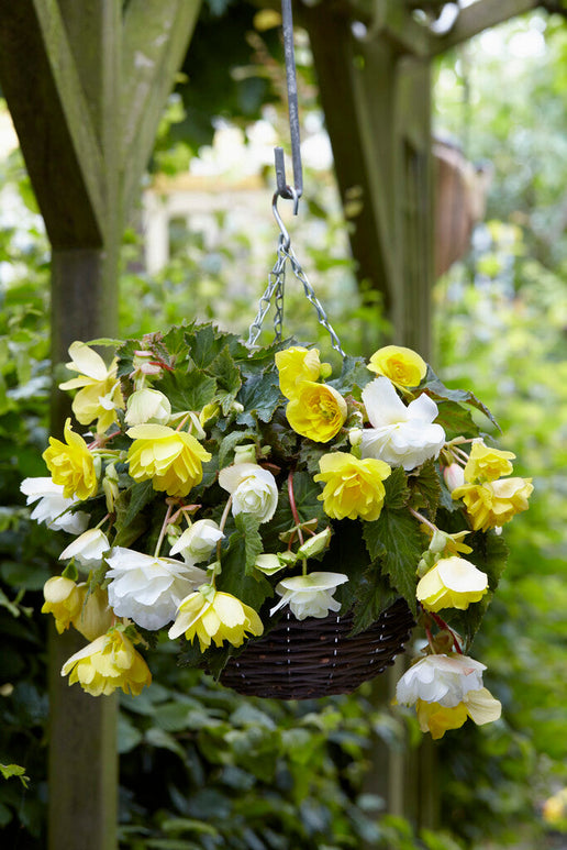 Begonia Cascade Yellow/White Mixed