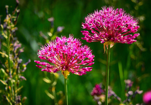 Allium Purplish Red Miami Ornamental Onion