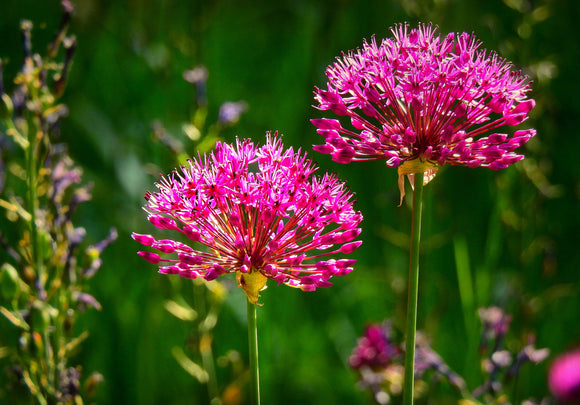 Allium Purplish Red Miami Ornamental Onion