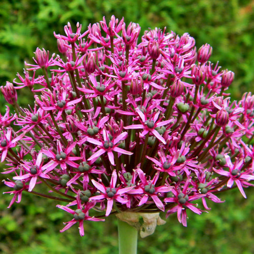 Allium Purplish Red Miami Ornamental Onion
