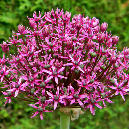 Allium Purplish Red Miami Ornamental Onion
