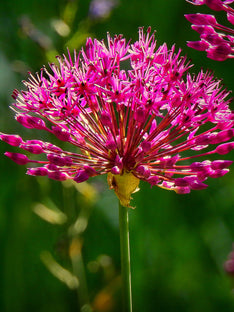 Allium Miami