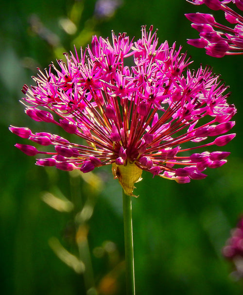Allium Purplish Red Miami Ornamental Onion