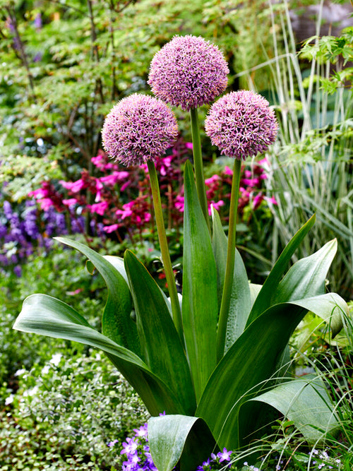 Buy Allium Lucky Balloons Bulbs - DutchGrown