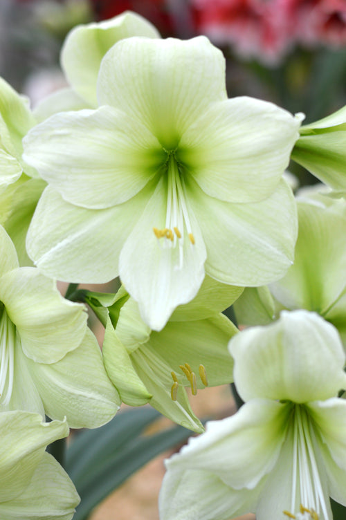 Buy Amaryllis Bulbs Luna