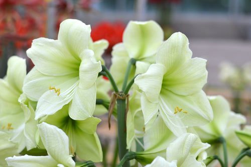 Amaryllis Luna Flower Bulbs