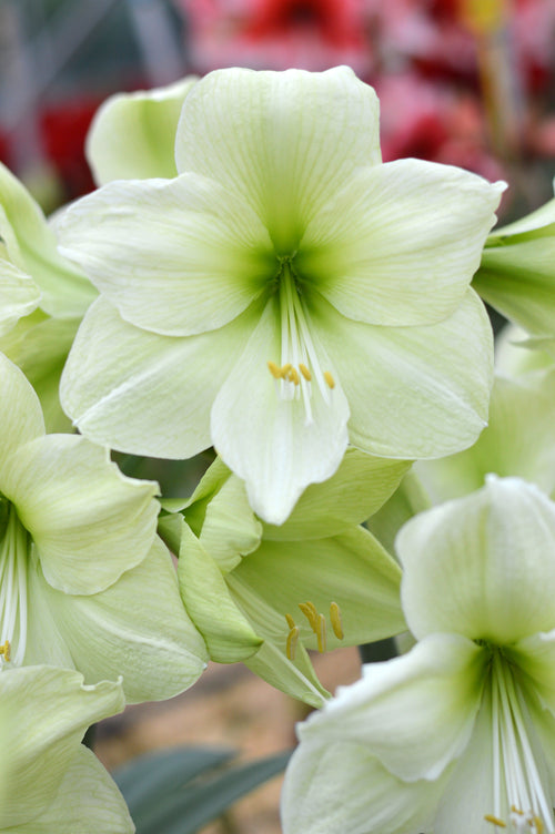 Green Amaryllis Luna Flower Bulbs