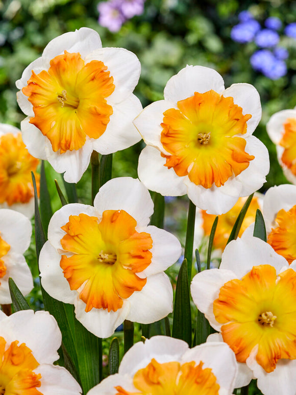Daffodil Zinzi Bulbs