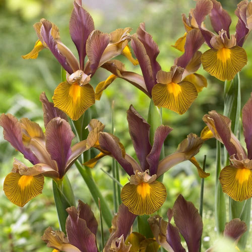 Dutch Iris Lion King Maroon Brown flower bulbs