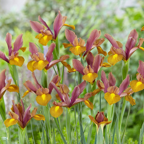 Dutch Iris Lion King UK by DutchGrown™