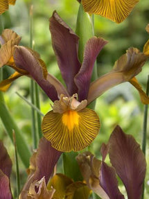 Dutch Iris Lion King