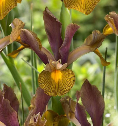 Dutch Iris Lion King