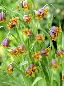 Fritillaria Uva-Vulpis (Fox's Grape Fritillary)