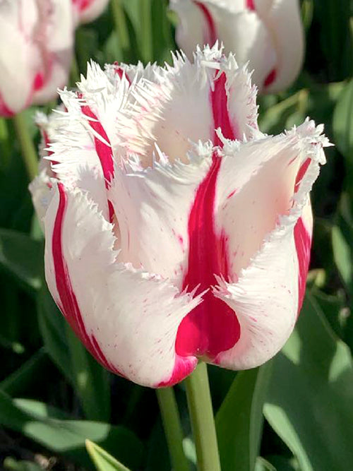 Tulip Burning Fire Bulbs - UK Shipping, DutchGrown