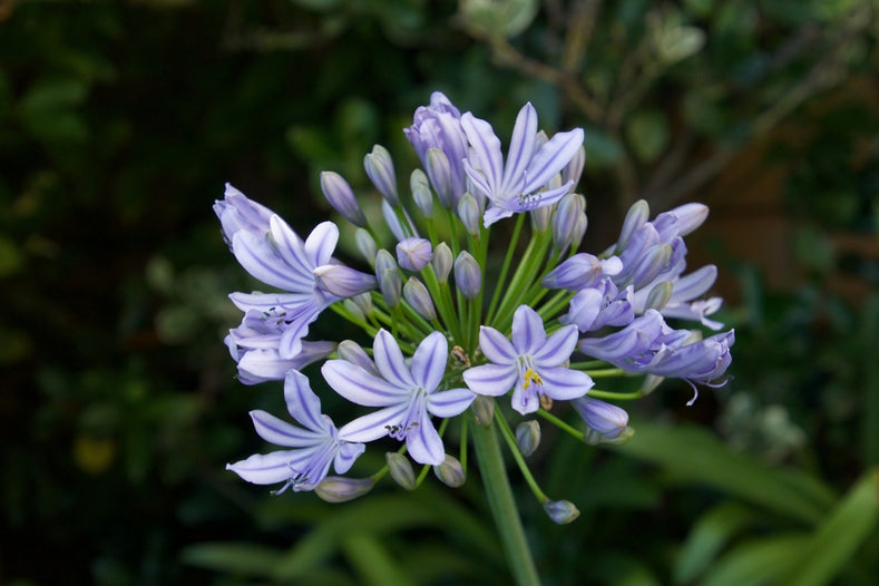 Growing Guide: How to Grow Agapanthus (African Lily)