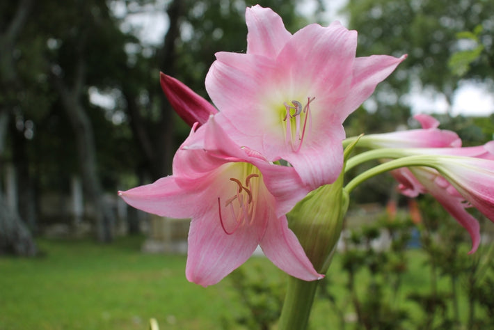Growing Guide: How to Grow Amaryllis Belladonna