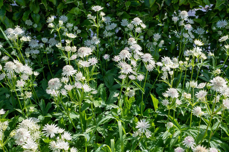 Growing Guide: How to Grow Bare-Root Perennials