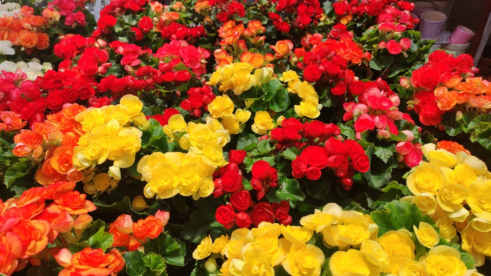 Growing Guide: How to Grow Begonias