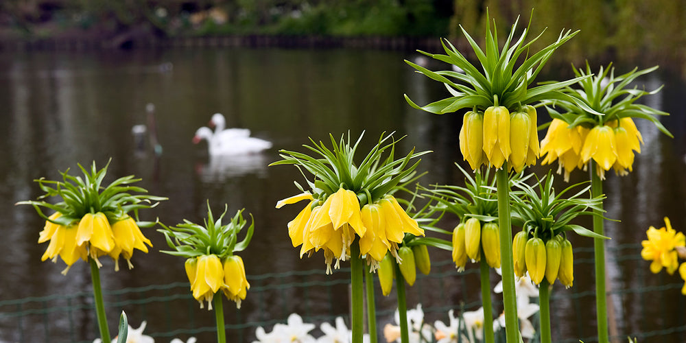 Growing Guides How to Grow Fritillaria Bulbs