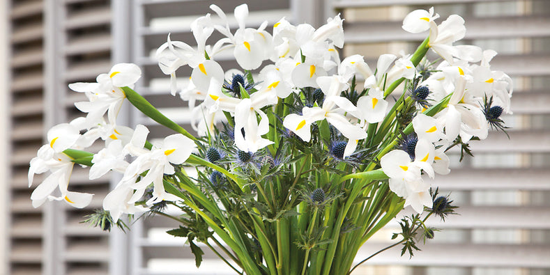 Growing Guides: How to grow Dutch Iris Bulbs