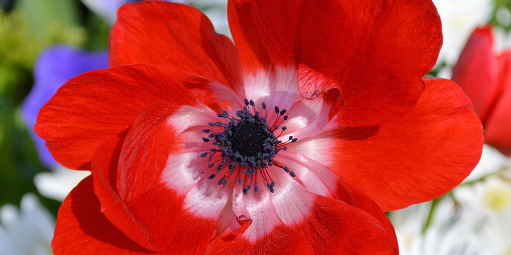 Growing Guides How to Grow Anemone bulbs