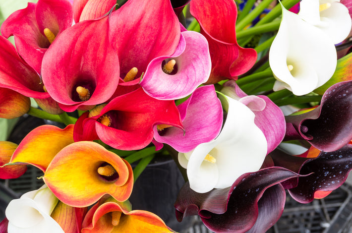 Growing Guide: How to Grow Calla Lilies