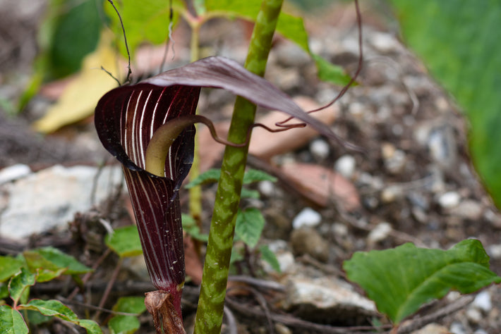 Growing Guide: How to Grow Cobra Lily (Arisaema)