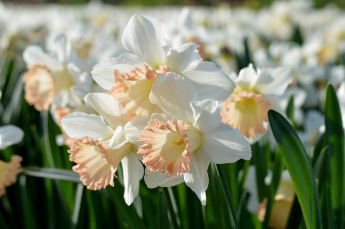 Growing Guides: How to Grow Daffodils and Narcissus
