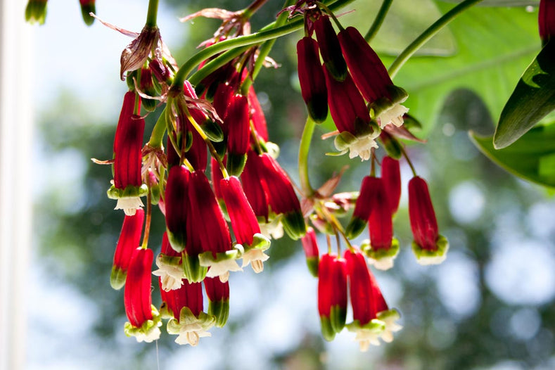 Growing Guides: How to grow Dichelostemma (Firecracker Flower)
