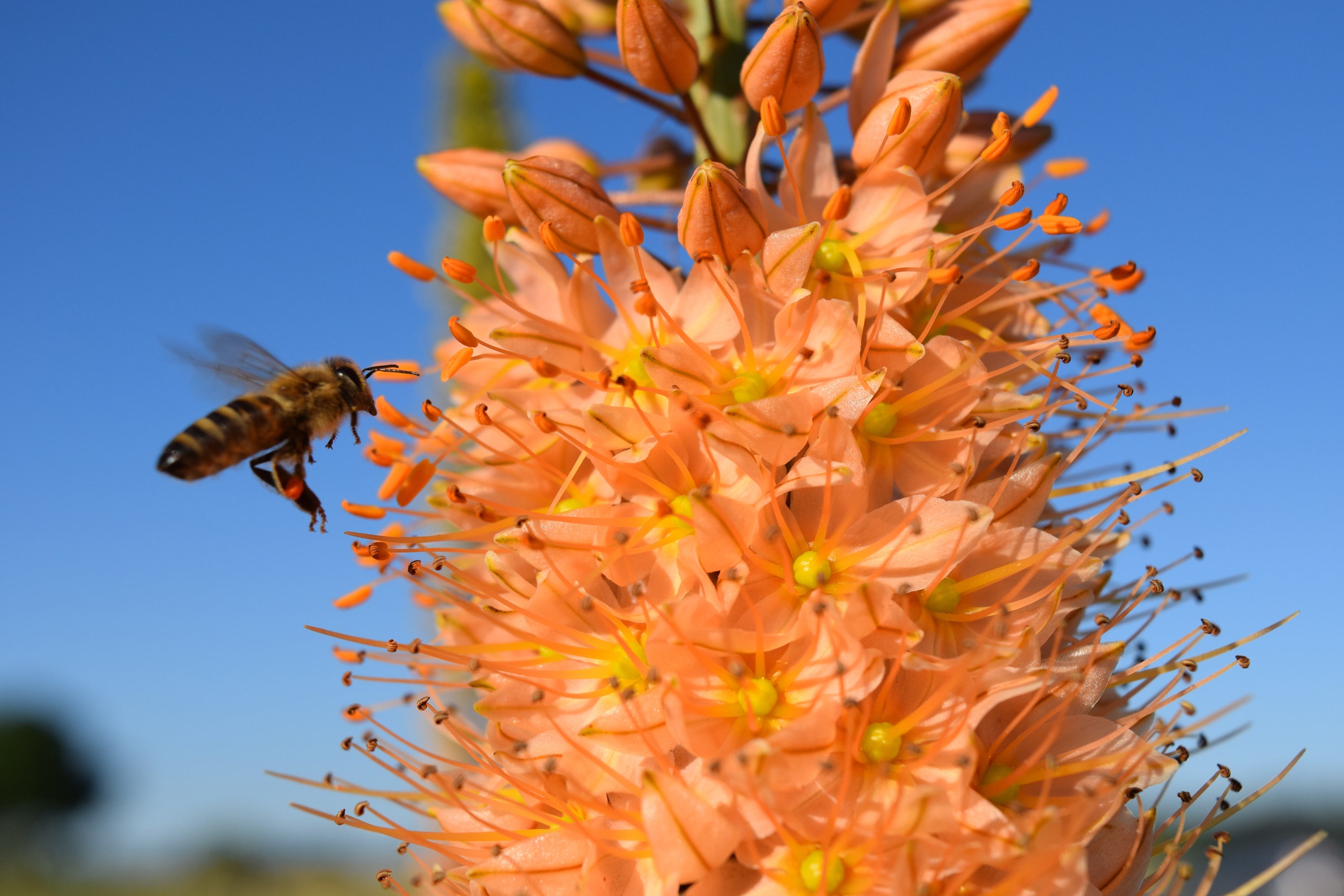 Growing Guides: How to Grow Eremurus (Foxtail Lily) Bulbs