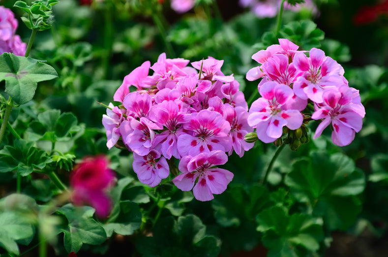 Growing Guide: How to Grow Geranium