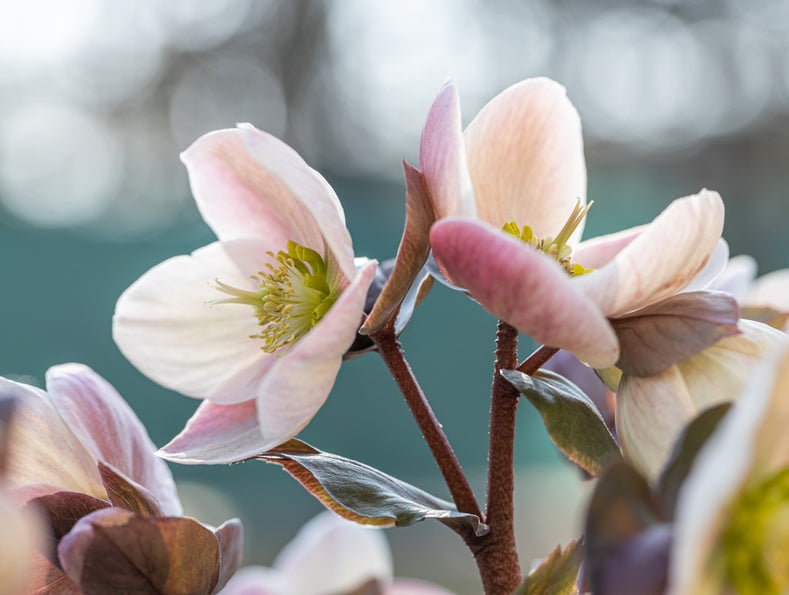 Growing Guide: How to Grow Helleborus