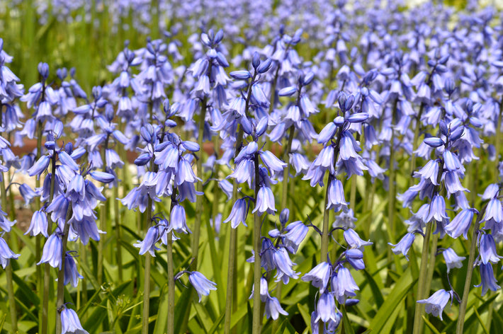 Growing Guides: How to Grow Hyacinthoides (Spanish Bluebell)
