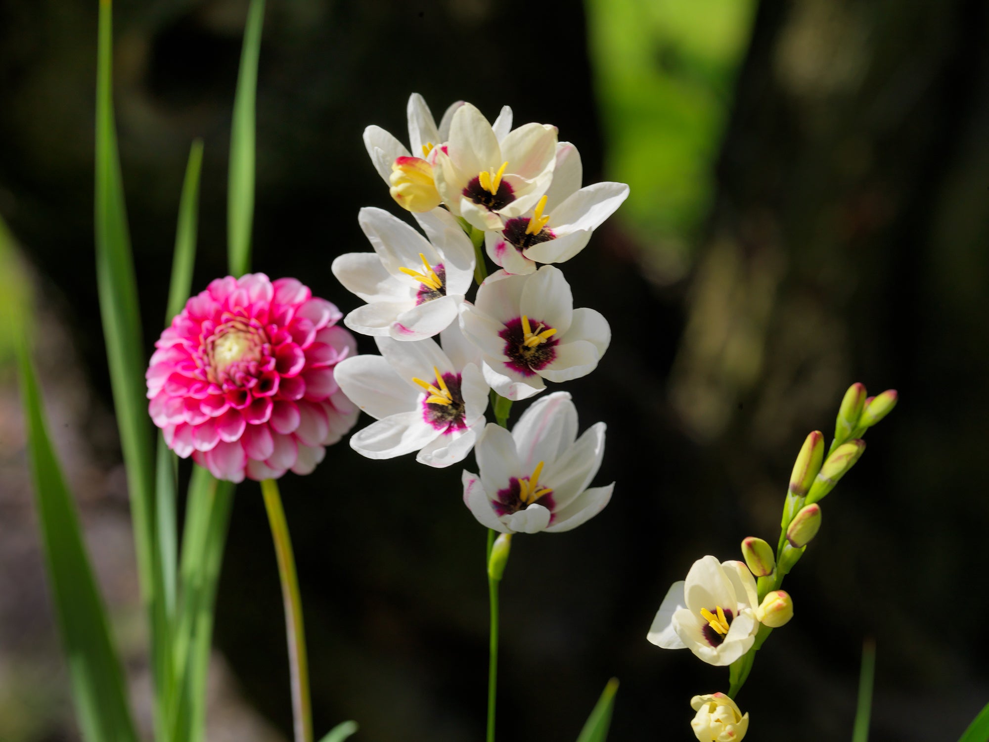 Ixia Color Growing Guides: How to Grow Ixia bulbs