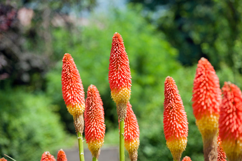 Growing Guide: How to Grow Red Hot Poker (Kniphofia)