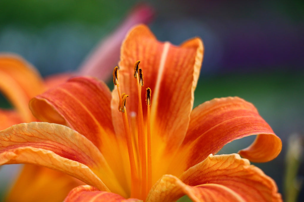 The Meaning of Different Lilies