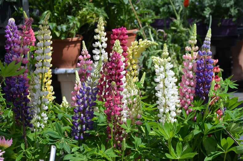Growing Guide: How to Grow Lupin (Lupinus)