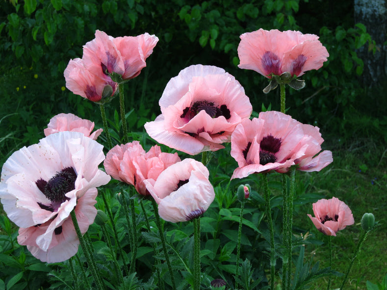 How To Grow Oriental Poppy (Papaver) [Growing Guide]