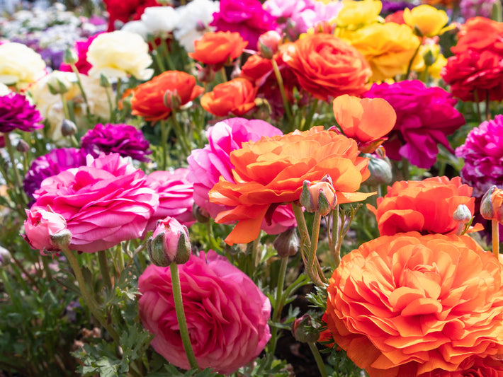 Growing Guide: How to Grow Ranunculus