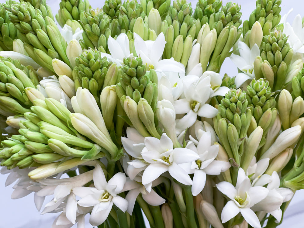 Growing Guide How to Grow Tuberose (Polianthes)