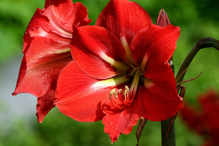 How To Care For Amaryllis? [Tips And Tricks]