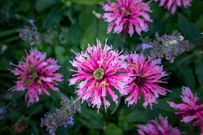 How To Grow The Bee Balm Plant [Growing Guide]