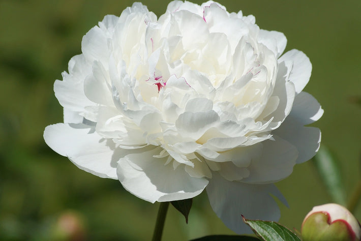 How To Grow Peonies In Autumn [Growing Guide]