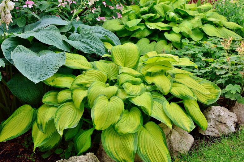 Growing Guide: How to Grow Hostas