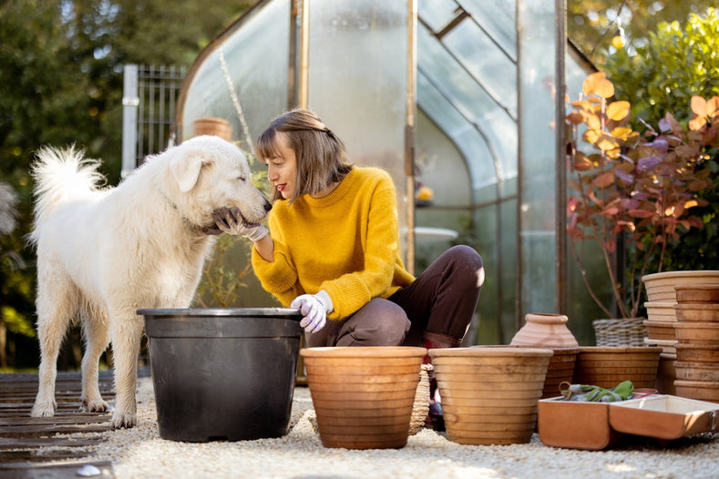 Are Tulips Toxic To Cats And Dogs - DutchGrown