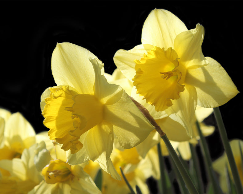 The Truth About the King Alfred Daffodil