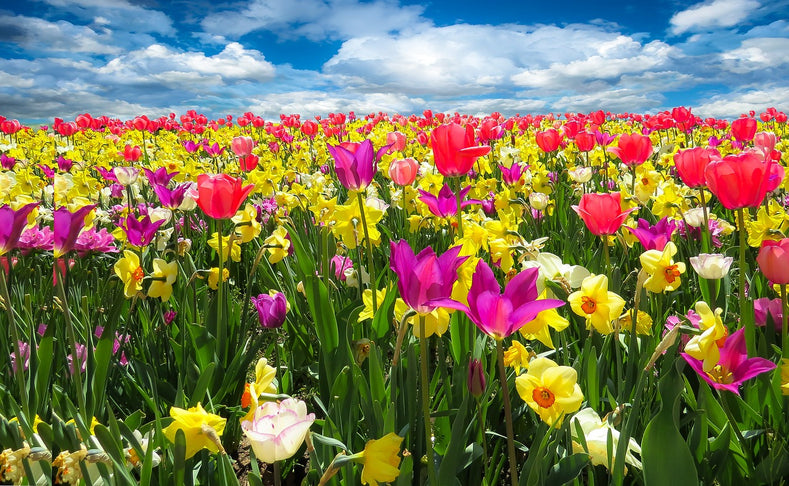 What Is The Bloom Time Of Autumn Planted Bulbs?