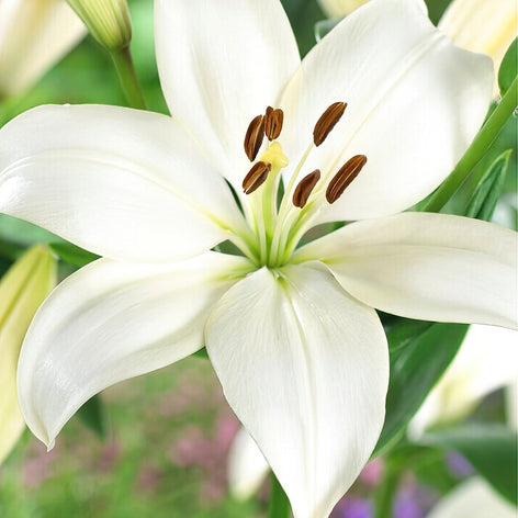 Lilium (lily) Bulbs — Buy lilies online