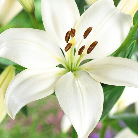 Lilies Lilium (lily) Bulbs — Buy lilies online